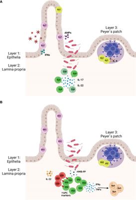 Three Layers of Intestinal γδ T Cells Talk Different Languages With the Microbiota